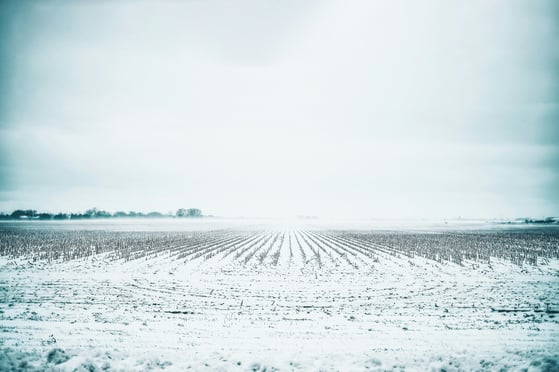 Image ALT Tag