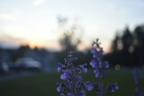 Image ALT Tag
