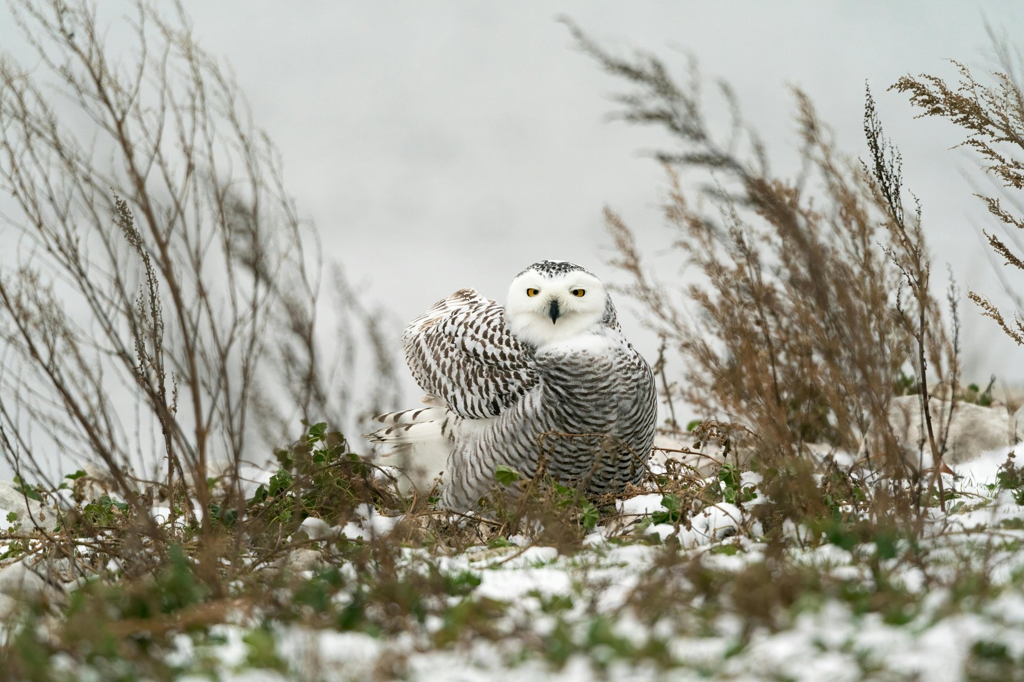 owl in snow in muskegon michigan