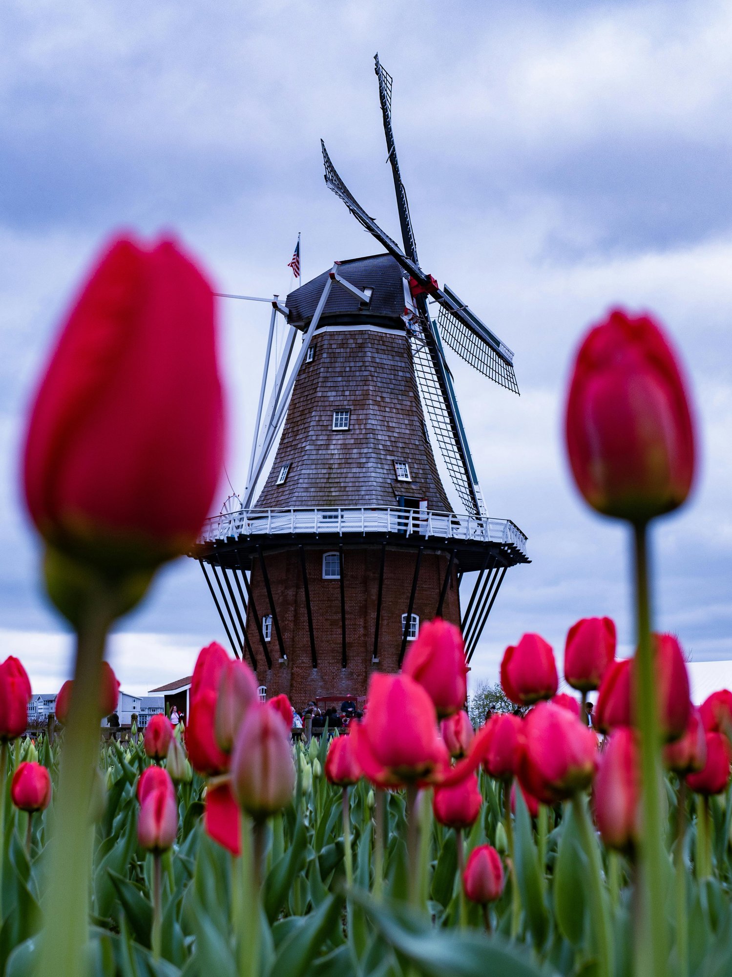 tulips and windmill in holland michigan